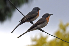 Myiagra rubecula rubecula