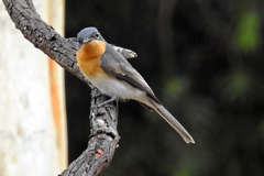 Myiagra rubecula rubecula
