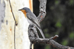 Myiagra rubecula rubecula