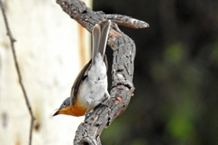 Myiagra rubecula rubecula