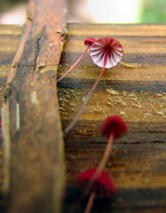 Marasmius pulcherripes