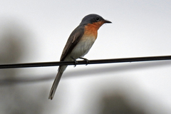 Myiagra rubecula rubecula