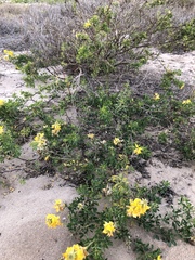 Crotalaria medicaginea