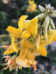 Crotalaria medicaginea