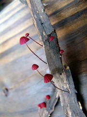 Marasmius pulcherripes