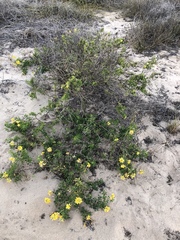 Crotalaria medicaginea