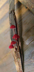 Marasmius pulcherripes
