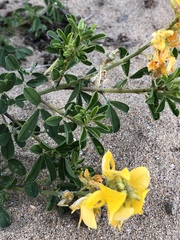Crotalaria medicaginea