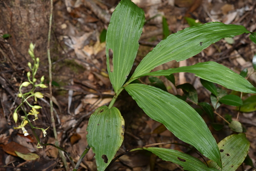 Image of Calanthe obcordata by (c) Yung-Lun Lin, some rights reserved (CC BY)