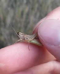 Euchorthippus chopardi