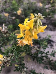 Crotalaria medicaginea