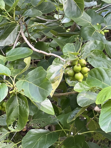 Foto de Monguba
