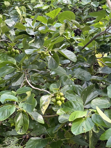 Foto de Monguba