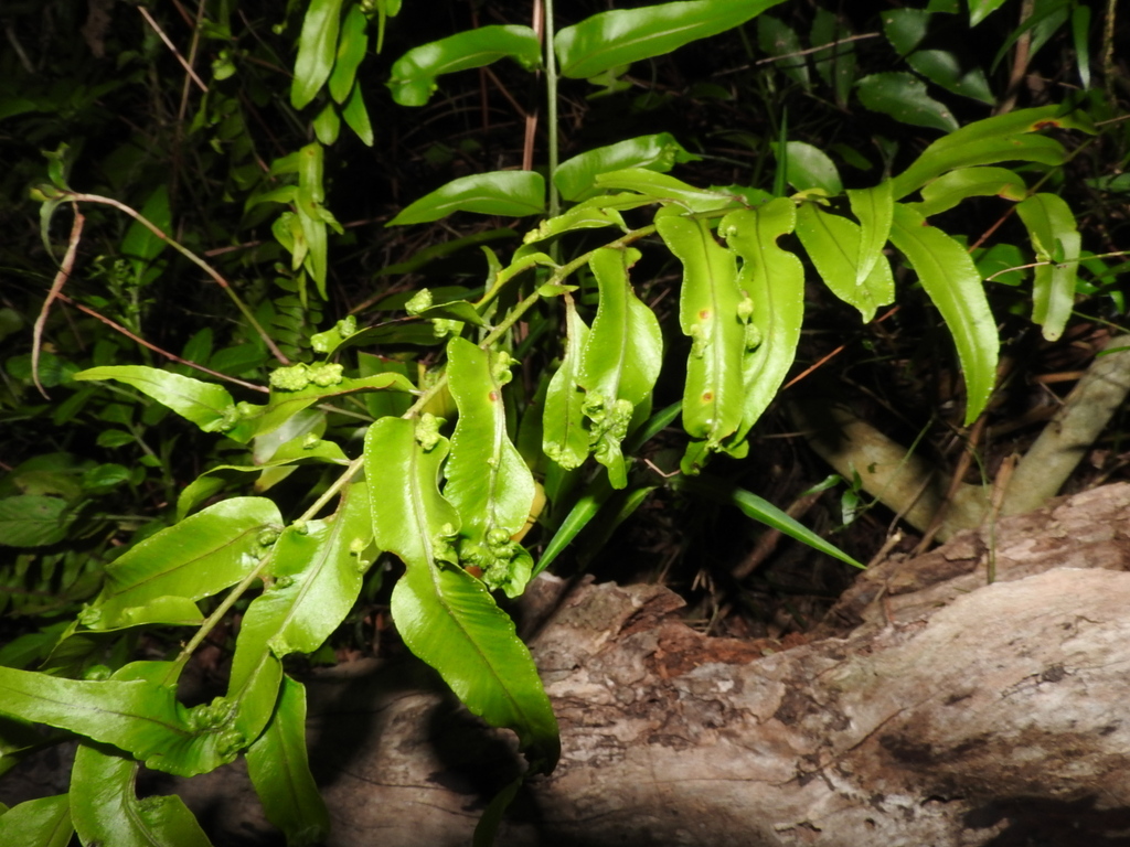 Floracarus biserratae