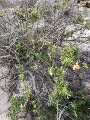 Crotalaria medicaginea