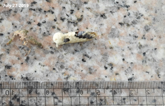 Phalera flavescens