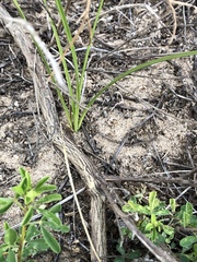 Crotalaria medicaginea