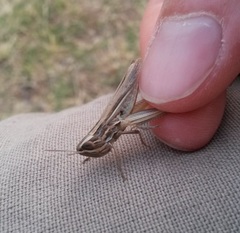 Euchorthippus chopardi