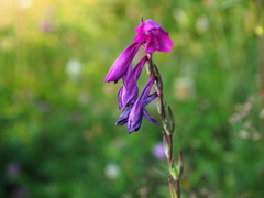 Gladiolus imbricatus