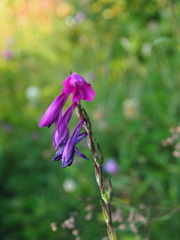 Gladiolus imbricatus