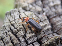 Cantharis nigra