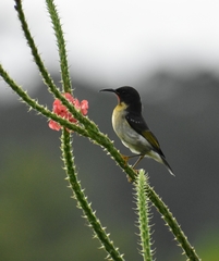 Myzomela jugularis
