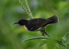 Myzomela jugularis