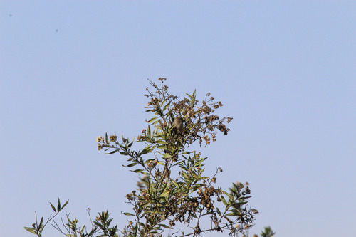 iNaturalist observation photo of Bushtit