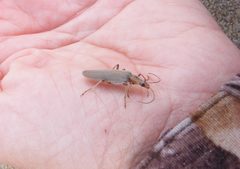 Copidita quadrimaculata