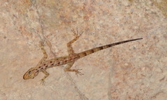 Cnemaspis peninsularis