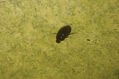 Hydrochara caraboides