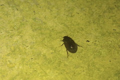 Hydrochara caraboides
