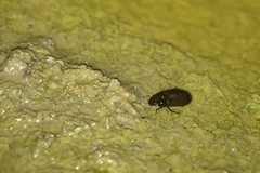 Hydrochara caraboides
