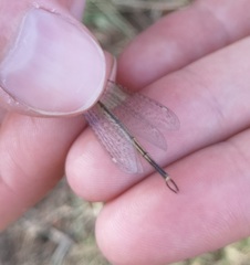 Macronemurus appendiculatus