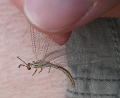 Macronemurus appendiculatus