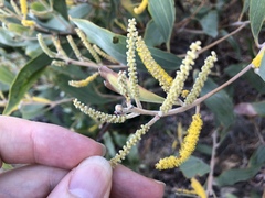 Acacia holosericea
