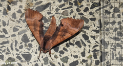 Marumba gaschkewitschii