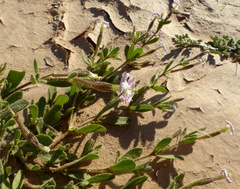 Silene villosa