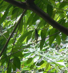 Orthotomus