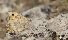 Pseudochazara cingovskii