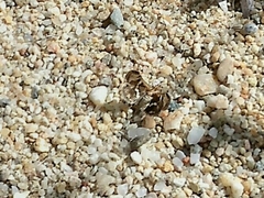 Titanio normalis