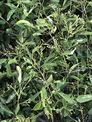 Jasminum simplicifolium