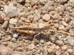 Derotmema laticinctum