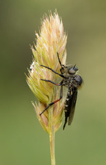 Leptarthrus brevirostris