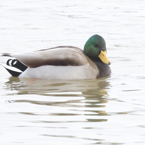 Mallard photographed in Michigan