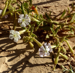 Silene villosa