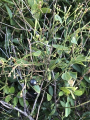 Jasminum simplicifolium