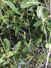 Jasminum simplicifolium