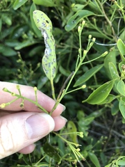 Jasminum simplicifolium