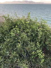 Jasminum simplicifolium